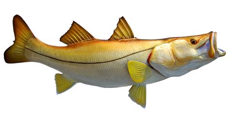 38 Inch Snook Common Fish Mounts Official Site