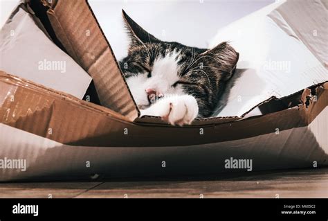 Cats At Home Stock Photo Alamy