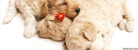 Cute Sleeping Puppies Facebook Timeline Cover Facebook Covers Myfbcovers