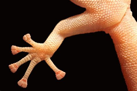 Geckos Feet The Inspiration For Reusable Geckskin Adhesive South