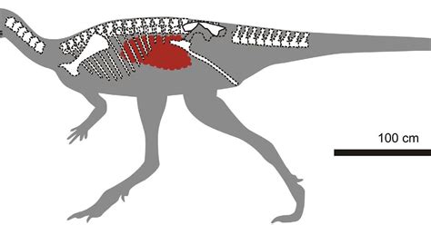 Lagarto = lagarto de europa) es un género de dinosaurios saurópodos macronarianos basales, que existieron a finales del jurásico, en el kimeridgiano. Isaberrysaura Pictures & Facts - The Dinosaur Database
