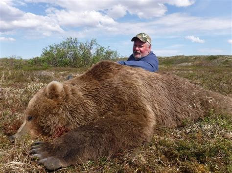 Alaska Brown Bear Hunting Guides Arctic North Guides