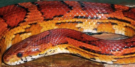 Free Images Orange Red Corn Vertebrate Snakes Serpent Okeetee