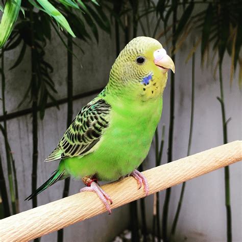 Buy Golden Parakeet Online For Sale Top Breeders Adoption Ready