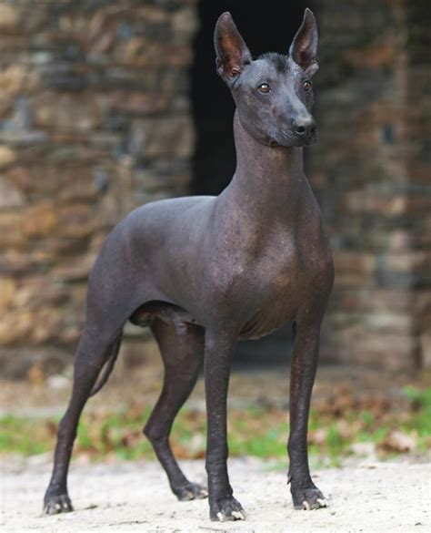 Xolo breed gallery the furry critter network. 11 Best Dog Breeds For Allergy Sufferers