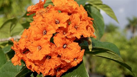 Check out our orange geiger tree selection for the very best in unique or custom, handmade pieces from our shops. Orange Geiger Cordia sebestena for sale homestead, florida ...