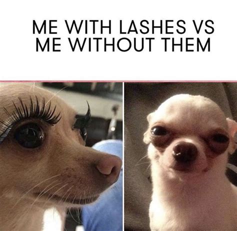 Chihuahua Meme With Eyelashes Pets Lovers
