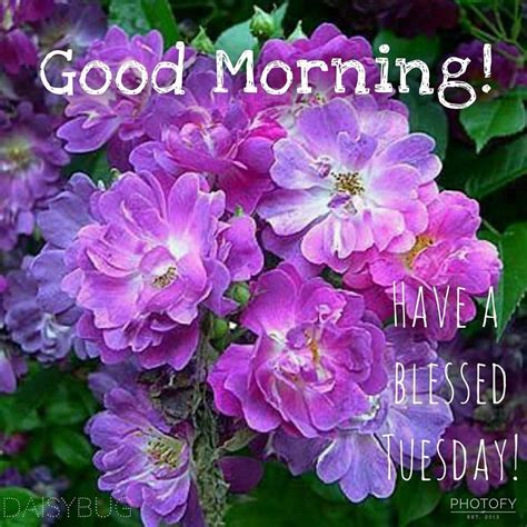 Blessed Floral Good Morning Tuesday Pictures Photos And Images For