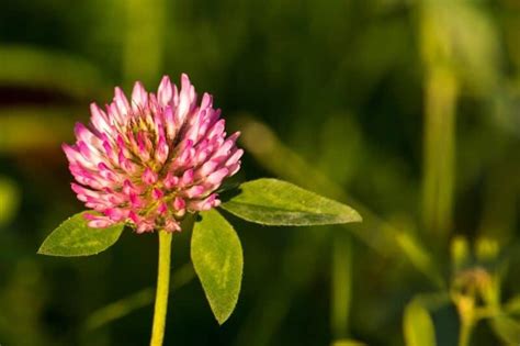 Red Clover And Its Lookalikes What You Should Know Survival Sullivan