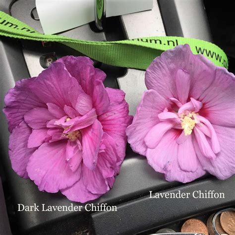 Dark Lavender Chiffon Hibiscus Wholesale Liners Spring Meadow Nursery