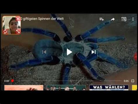 Der inlandtaipan ist in australien zu hause und kann mit nur einem biss rund 250'000 mäuse oder mehr als 100 menschen töten. Die 10 giftige Spinne - YouTube
