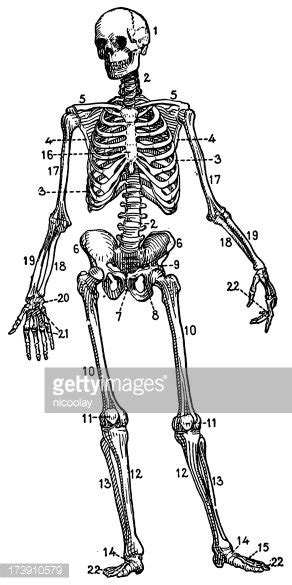 Human Skeleton Stock Clipart Royalty Free Freeimages