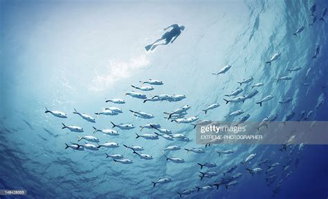 Swimming With The Fishes High Res Stock Photo Getty Images