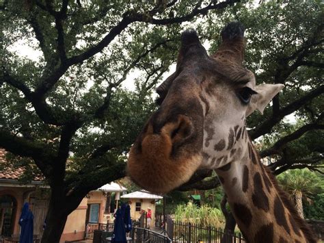 Animal Feeding Zoo Negara | Animal Enthusias Blog