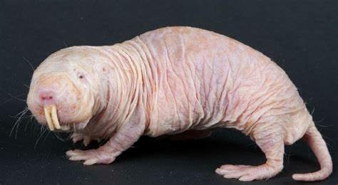 20 Of The Ugliest Animals On Earth Page 5 Of 5