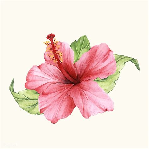 Hand Drawn Flower Vector Isolated Free Image By Hibiscus