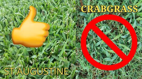 How To Treat And Get Rid Of Crabgrass In Your Staugustine Lawn A