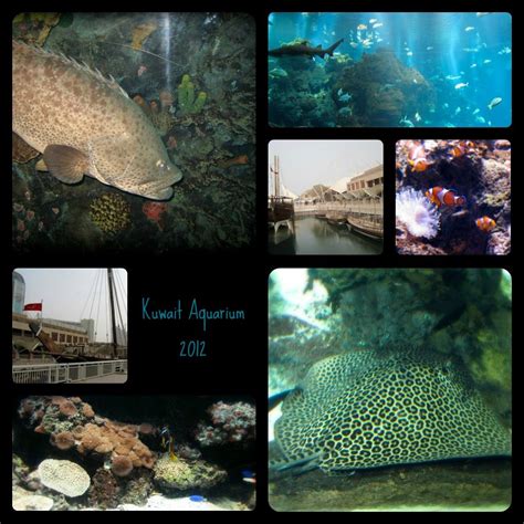 The kids enjoying shark & fish museum & new technology exhibition. Kuwait Aquarium, Kuwait | Kuwait, Aquarium, Stuff to do