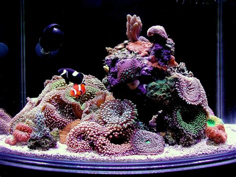 Nano Sapiens 5 Year Old 12 Gallon Naturally Filtered Nano Reef