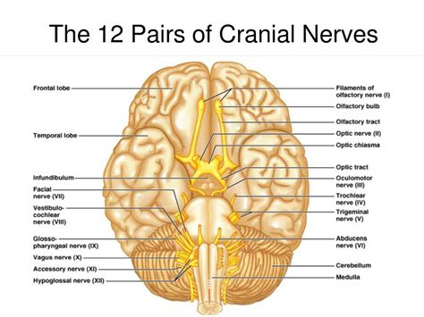 Cranial Nerves Anatomy Function Olfactory Optic Oculomotor