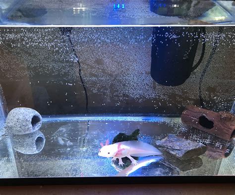 How To Set Up An Axolotl Tank 7 Steps Instructables