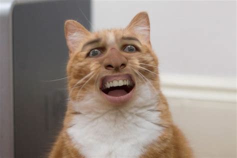 Nicolas Cage Cats Funny Cat Memes Funny Cats Funny Animals Scary