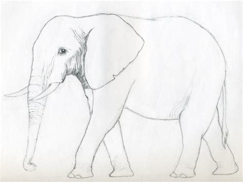 Click the download button to see the full image of simple drawings for kids to copy. How To Draw An Elephant