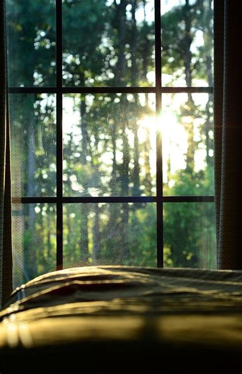 Morning light shining through the trees. morning window | Вид из окна, Старые заборы, Окно