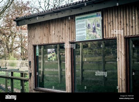 Howletts Zoo Near Canterbury Kent Uk 17th December 2015 A Long