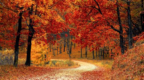 Download Wallpaper 2048x1152 Autumn Forest Path Foliage Park