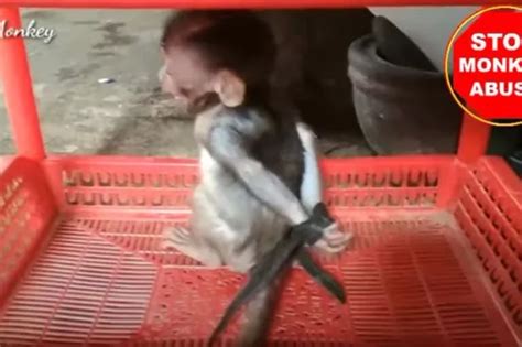 Baby Monkeys Suffering Campaign Of Sick Abuse By Owners Sharing