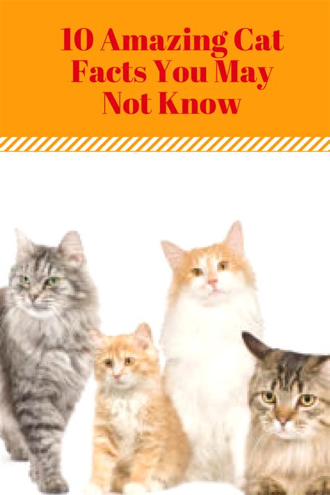 If you own a cat, you probably know a lot about them but there are some interesting facts that. 10 Cat Facts You Probably Didn't Know