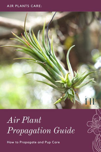 An Air Plant Is Shown With The Title How To Propagate And Puri Care