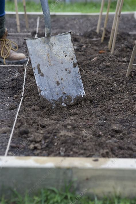 Creating A Potato Planting Trench With A Spade Stock Image C053