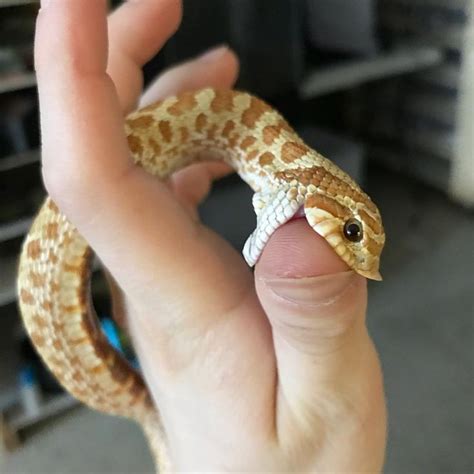 I can't decide whether to get a rosy, garter or hognose. 5,243 Likes, 71 Comments - Brittani Castrovinci (@repti ...