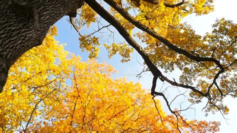 Yellow Autumn Tree Stock Video Motion Array