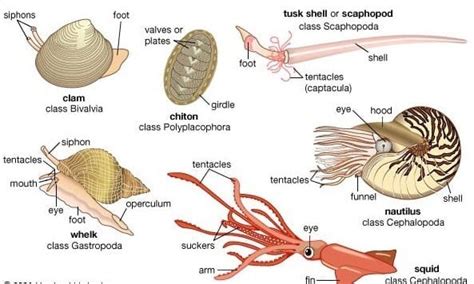 Mollusca Pengertian Ciri Klasifikasi Contoh Dan Peranan