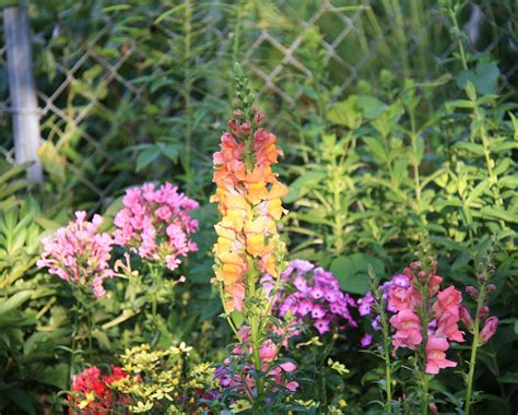 Design A Garden For Flowers All Summer Great Plant List