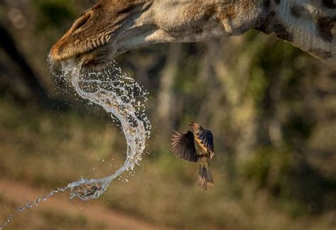 Editors Spotlight National Geographic Your Shot