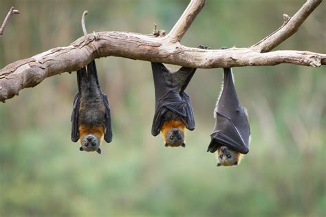 The Survey Results Are In Flying Foxes In The Clarence Valley