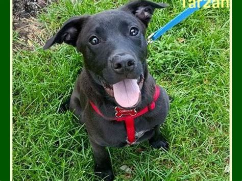 Is a nonprofit rescue organization comprised entirely of volunteers. Dog and Puppy Adoption Event 6/20 Petco Geneva! - Geneva ...