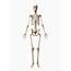 Human Skeletal System Photograph By Sebastian Kaulitzki