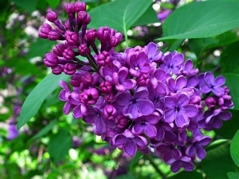Lilac Flower Meaning The Symbolism Of This Fragrant Plant Florgeous
