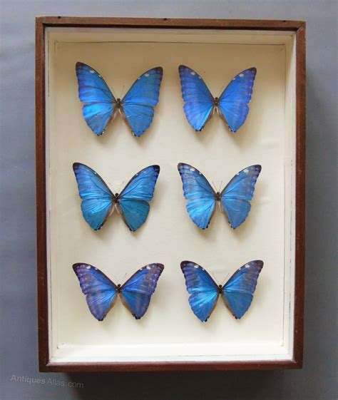 Antiques Atlas Antique Morpho Blue Butterfly Specimen Collection