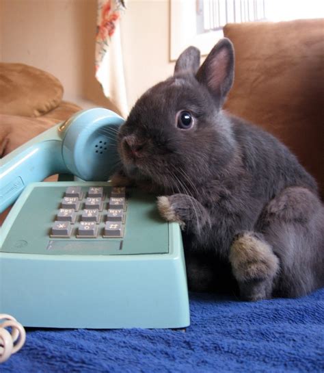 Bunny On The Phone Teh Cute Cute Puppies Cute Kittens And Other