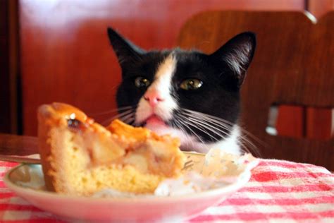 If your honey ham contains raisins, then it is taboo for cats. Can Cats Eat Oatmeal and What Are The Benefits for Cats ...