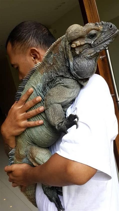 In many ways they are better pets than their cousin the green iguana. Gautam Trivedi on | Reptiles and Amphibians | Iguana pet ...