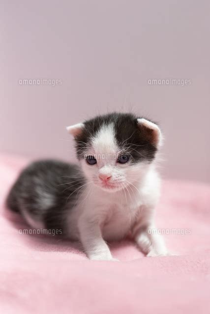 生後2週間の子猫 10583010842 の写真素材・イラスト素材｜アマナイメージズ
