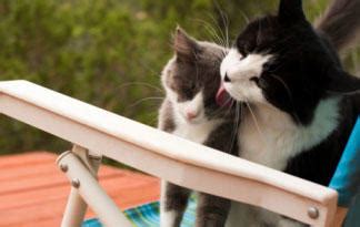 Cats are built to groom themselves from their tongue to their coat. Why Cats Groom Each Other | Animal Planet