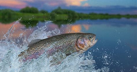 Best Trout Bait For Rainbow And Brown Trout 2022 Guide